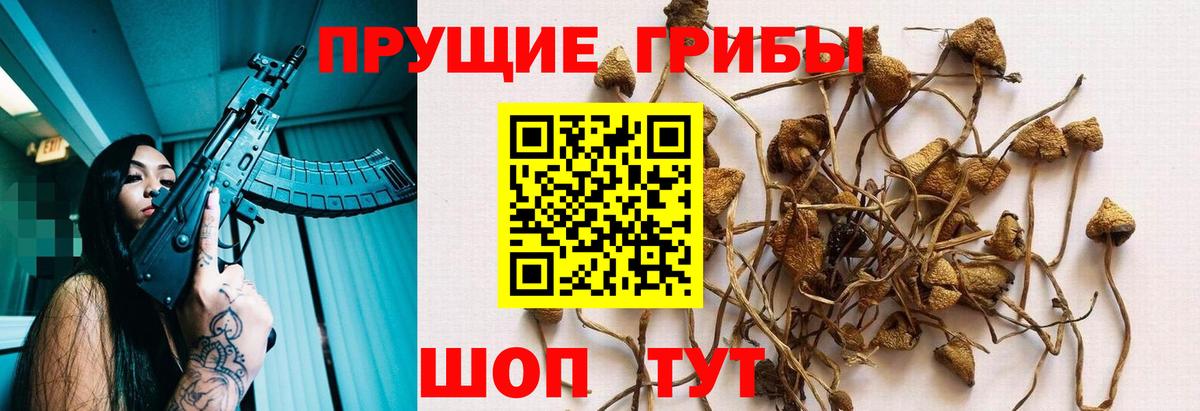 что такое наркотик  Вход с VPN  Рязань  Псилоцибиновые грибы GOLDEN TEACHER 
